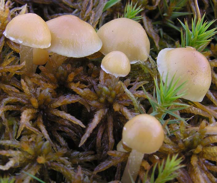 Galerina sp.