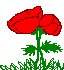 Dove sono finiti i papaveri? Papaver rhoeas