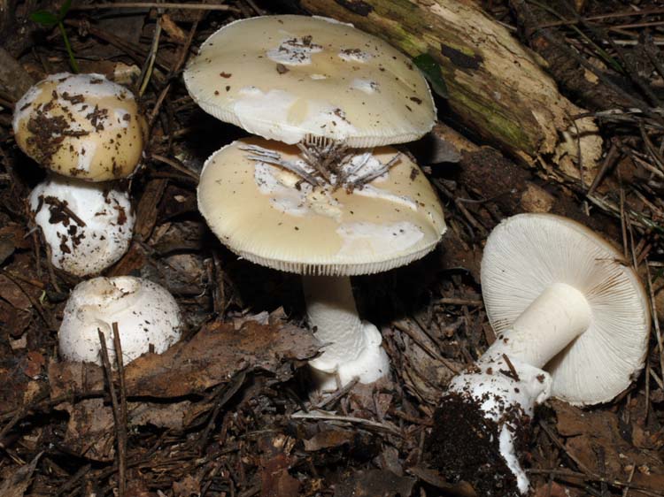 Amanita gemmata...ma