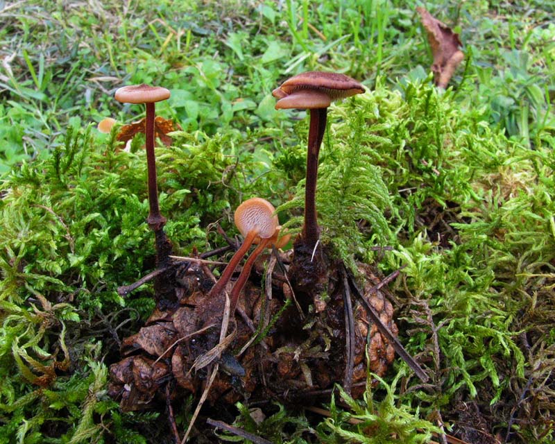 Auriscalpium