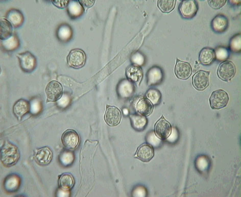 La mia prima raccolta del 2006: Entoloma clypeatum