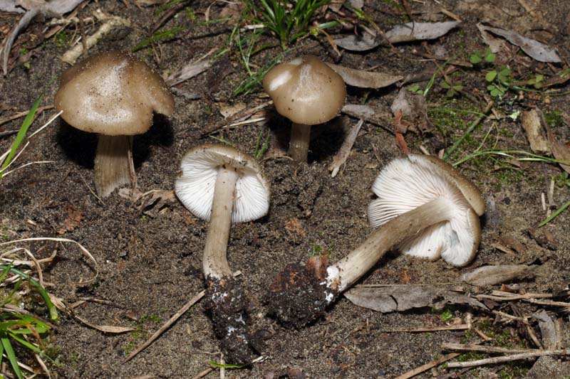 Reperto primaverile (Entoloma saepium)