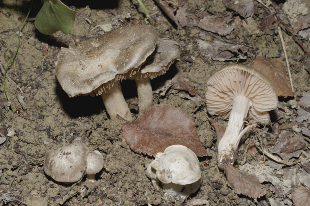 La mia prima raccolta del 2006: Entoloma clypeatum