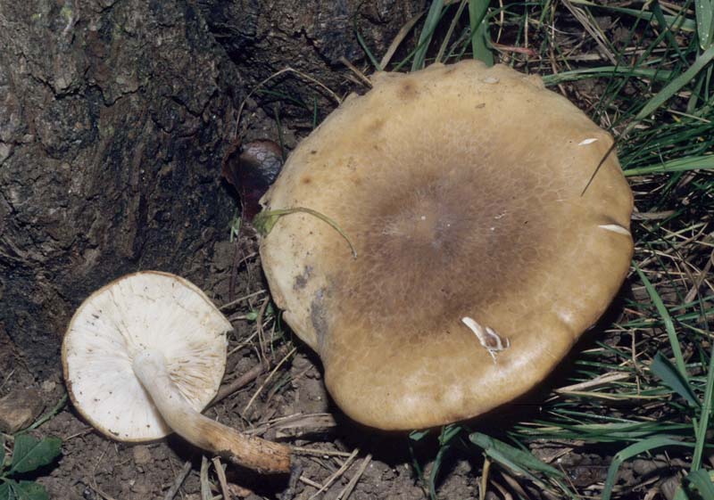 Ossicaulis lignatilis