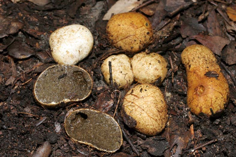 Rhizopogon luteolus