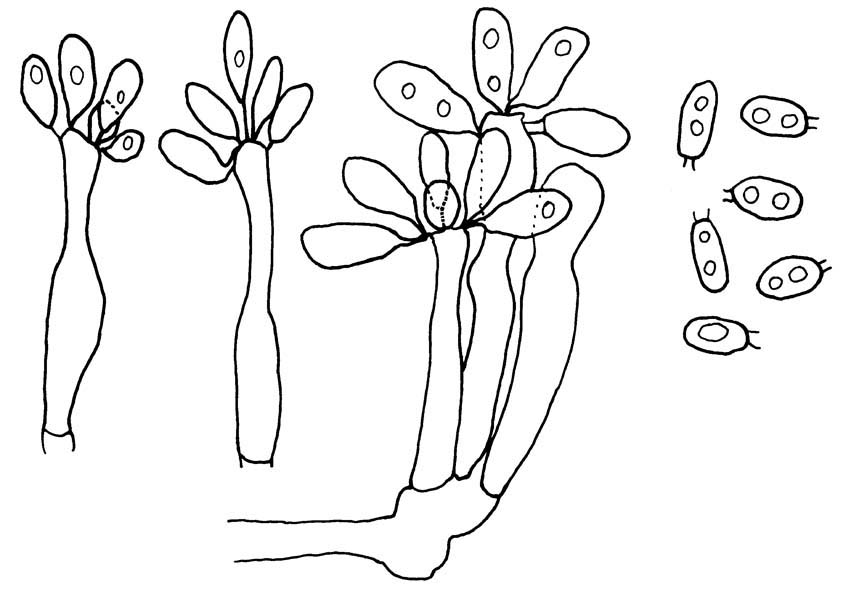 Rhizopogon luteolus