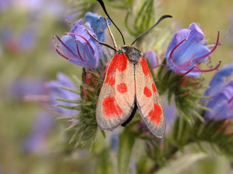 Zygaena viciae o lonicerae, questo  il dilemma