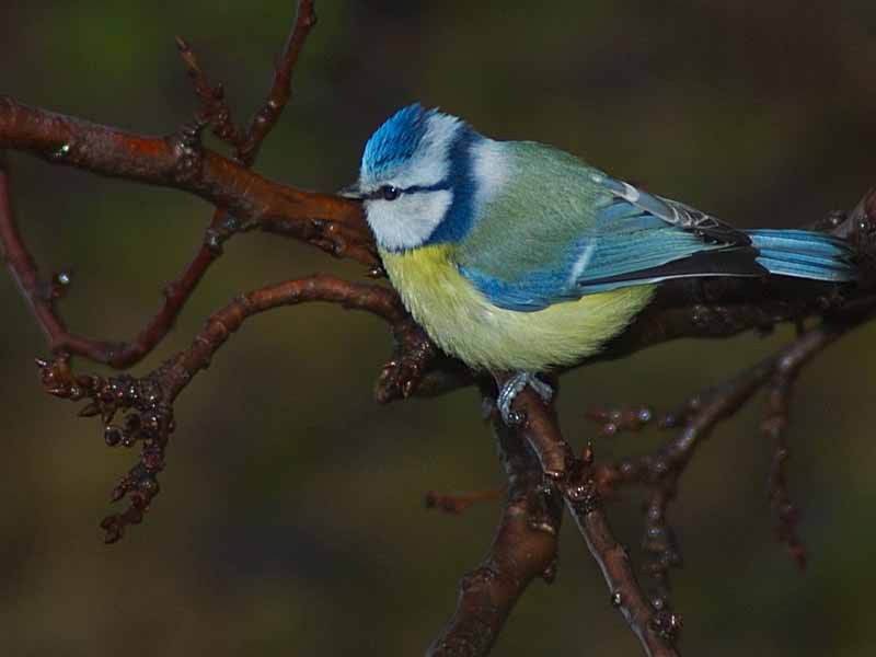 Cinciarella -  Cyanistes caeruleus