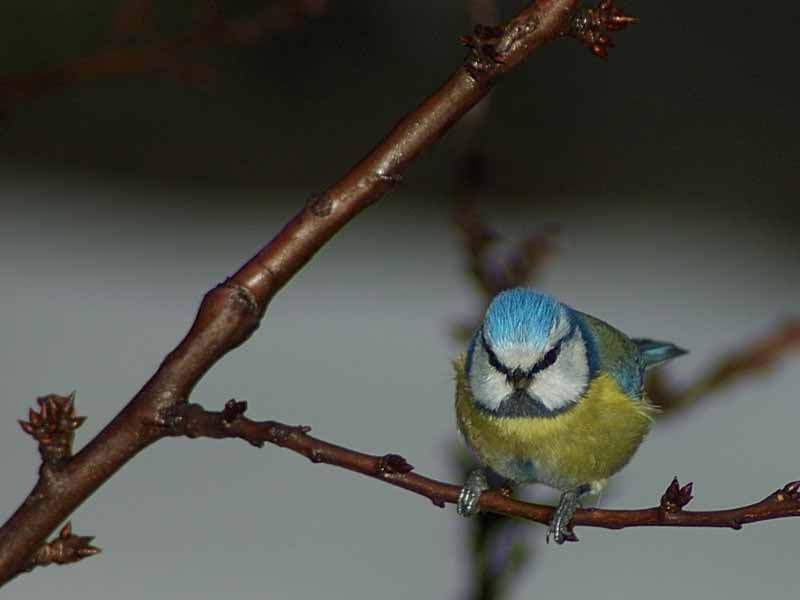 Cinciarella -  Cyanistes caeruleus