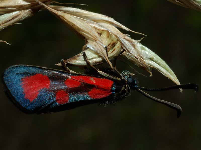 Zygaena viciae o lonicerae, questo  il dilemma