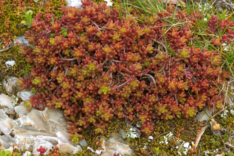Fiori di primavera