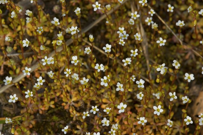 Fiori di primavera