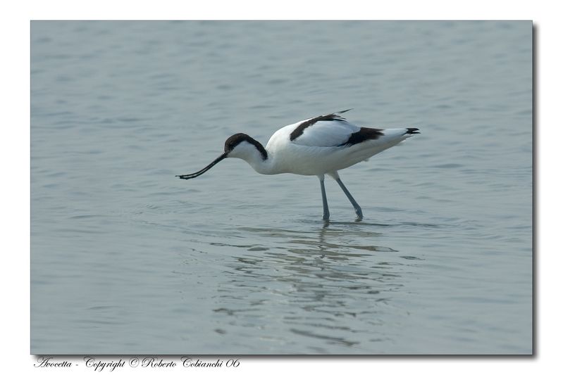 Avocette - Recurvirostra avosetta