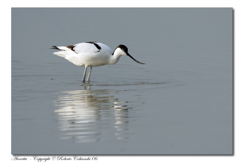 Avocette - Recurvirostra avosetta