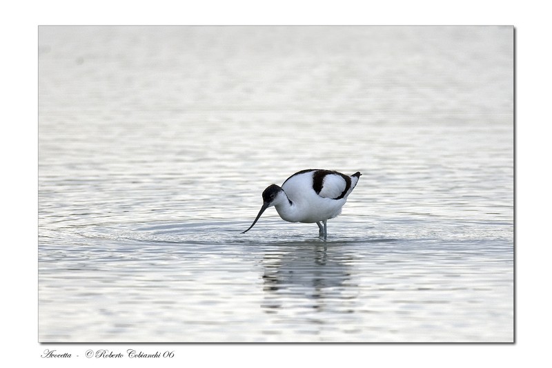 Avocette - Recurvirostra avosetta