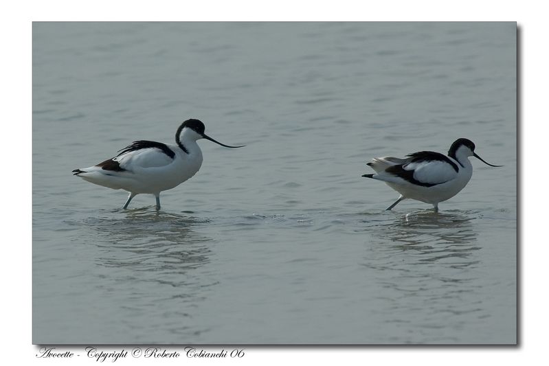 Avocette - Recurvirostra avosetta