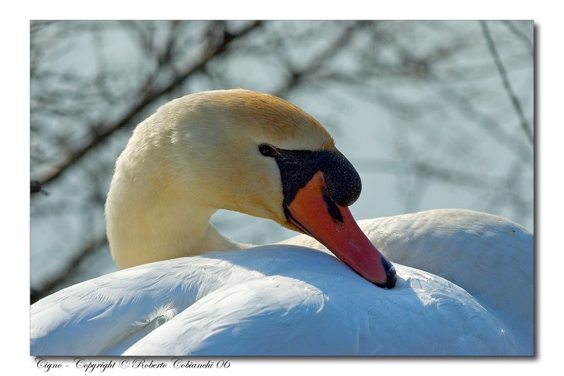 Cigno reale - Cygnus olor  &  Cigno nero - Cygnus atratus