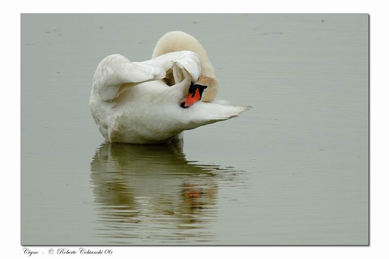 Cigno reale - Cygnus olor  &  Cigno nero - Cygnus atratus