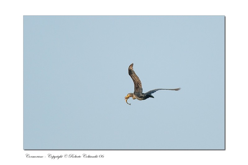 Cormorani - Phalacrocorax carbo