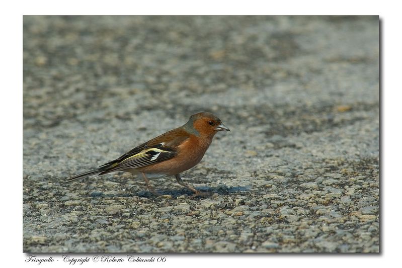 Fringuello -  Fringilla coelebs