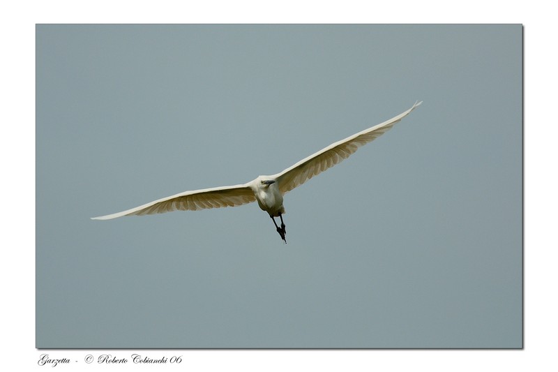 Garzette - Egretta garzetta