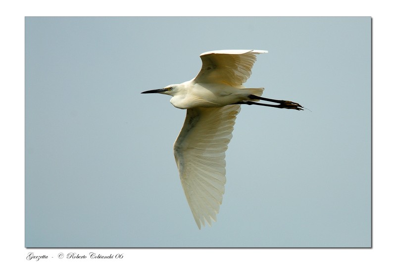 Garzette - Egretta garzetta