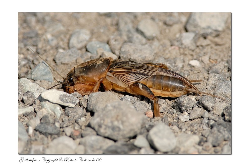 Animaletto strano: una curiosit x voi, Gryllotalpa sp.