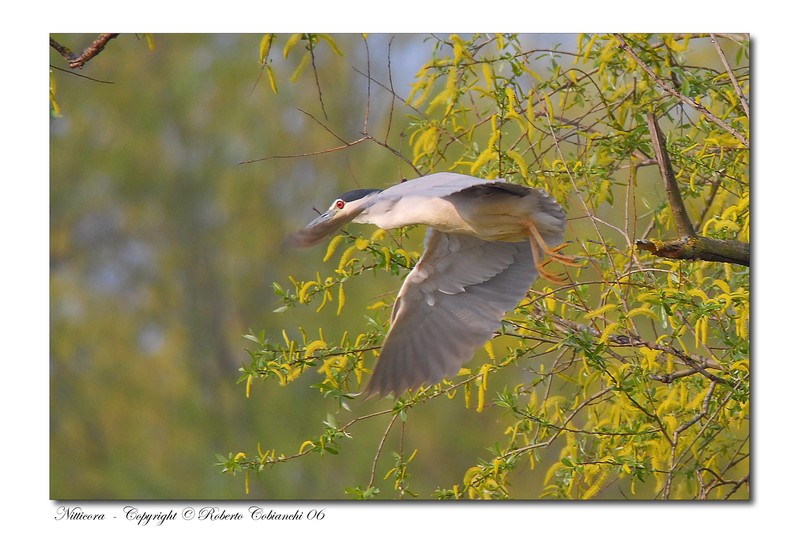 Nitticora - Nycticorax nycticorax