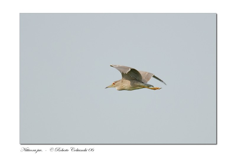 Nitticora - Nycticorax nycticorax