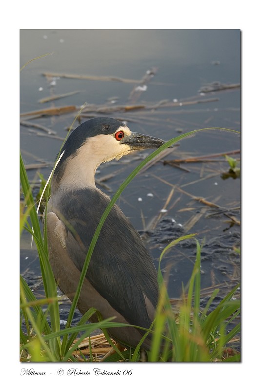 Nitticora - Nycticorax nycticorax