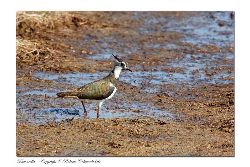 Pavoncella - Vanellus vanellus