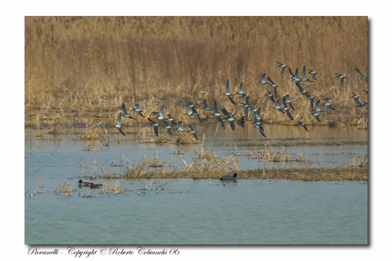Piovanelli pancianera - Calidris alpina