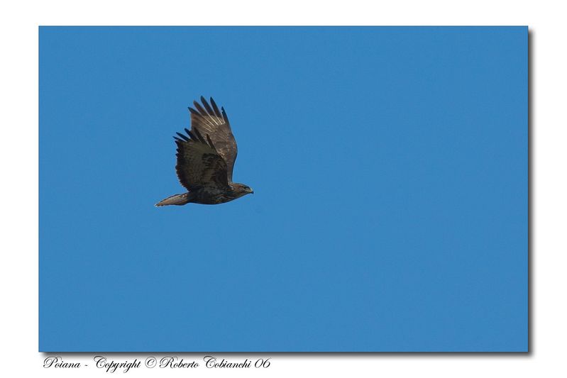 Poiana - Buteo buteo