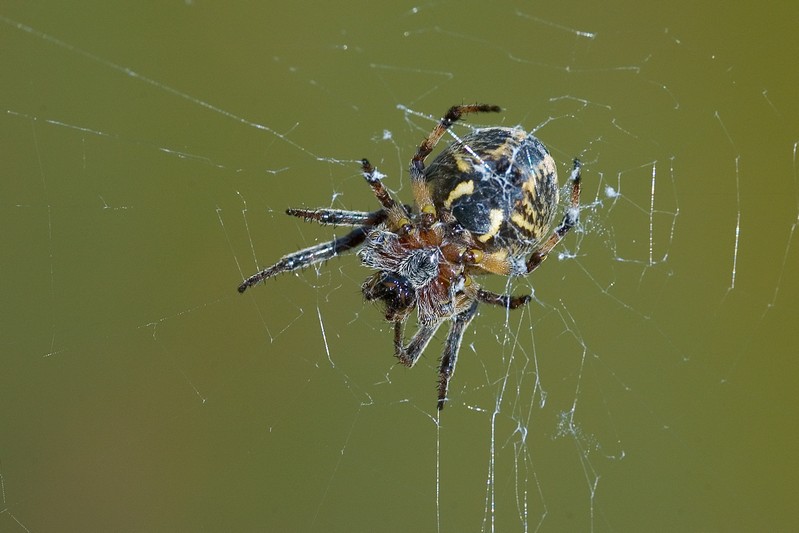 ragno (Araneidae)