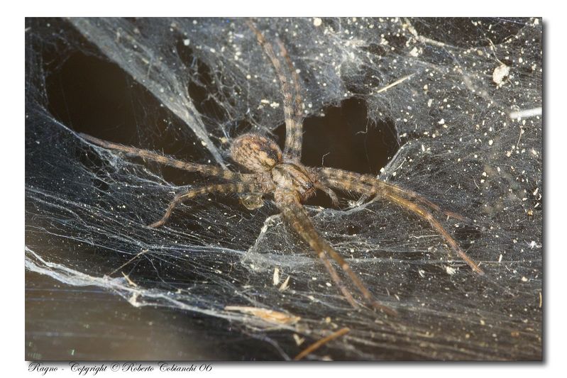 dentro ad un capanno .... Tegenaria sp.