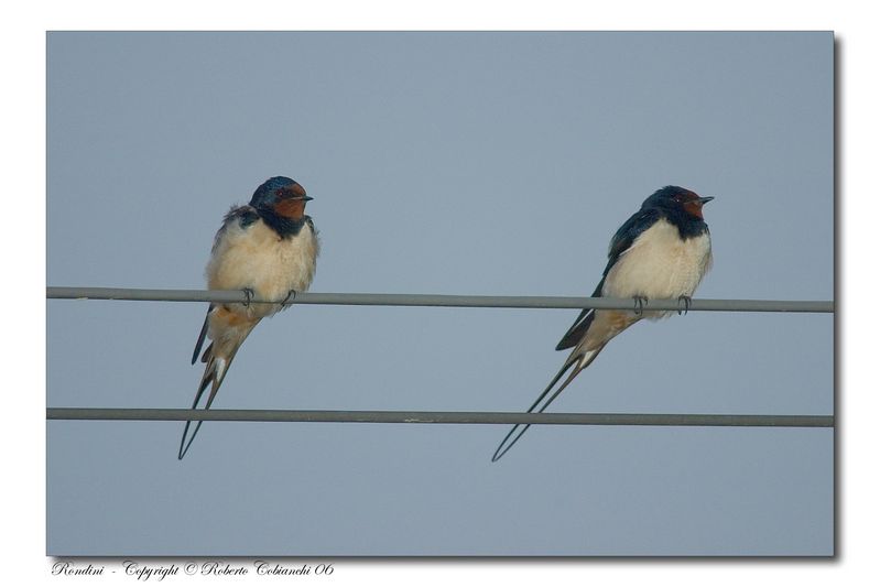 Rondine - Hirundo Rustica & Balestruccio - Delichon urbica