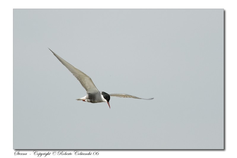 Sterna comune - Sterna hirundo