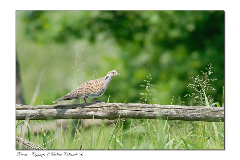 Tortora - Streptopelia turtur