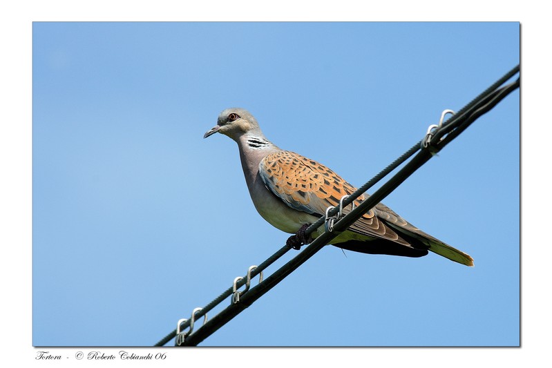 Tortora - Streptopelia turtur