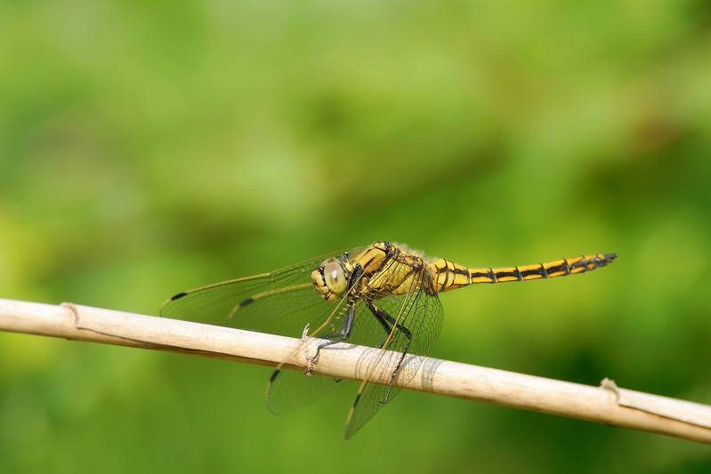 Orthetrum cancellatum