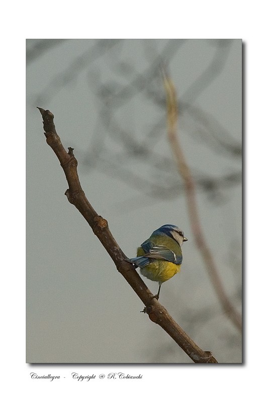cinciallegra - parus major