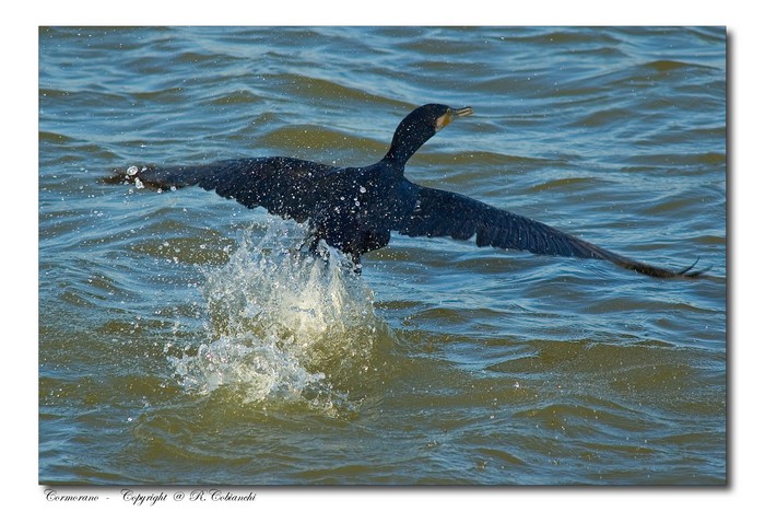 Cormorani - Phalacrocorax carbo