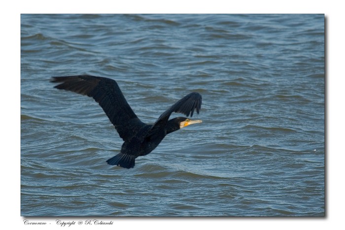 Cormorani - Phalacrocorax carbo