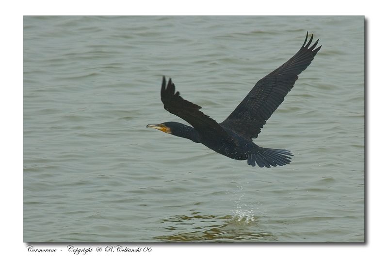 Cormorani - Phalacrocorax carbo