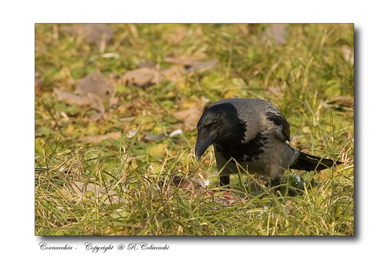 Cornacchia grigia - Corvus corone cornix