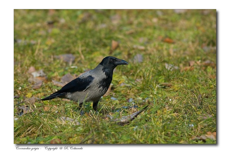 Cornacchia grigia - Corvus corone cornix