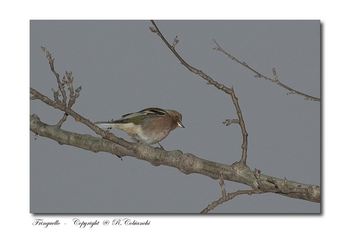 Fringuello -  Fringilla coelebs