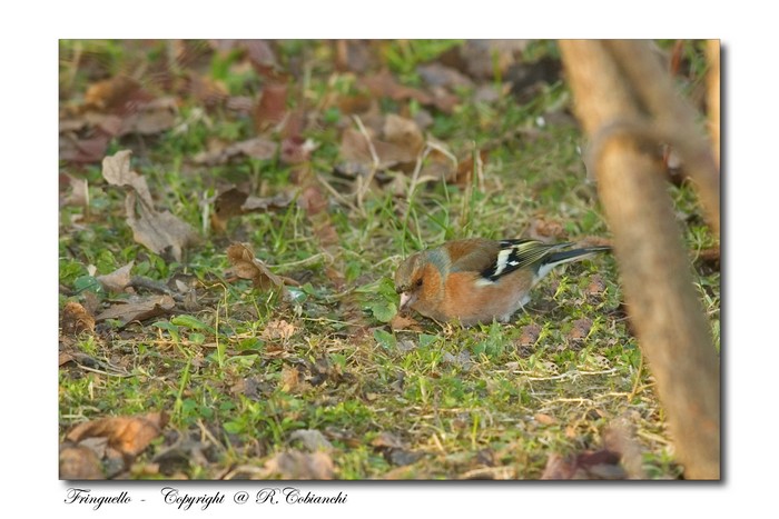 Fringuello -  Fringilla coelebs