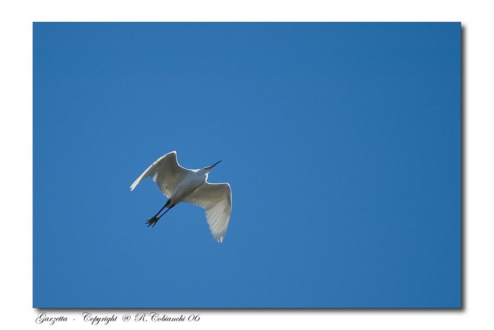 Garzette - Egretta garzetta