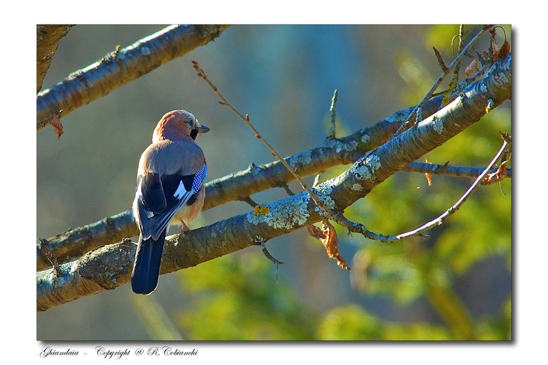 Ghiandaia -  Garrulus glandarius